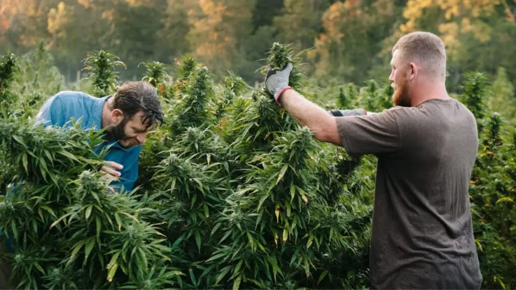 The Beauty and Diversity of Marijuana Flower: Insights from Cambridge Dispensaries 3 660ab4d37197f3107c896ee0 HFF History Legacy of Humboldt County Cannabis Culture 02